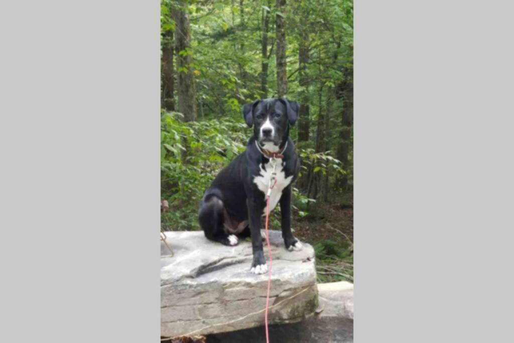 Roscoe Cottage Pet Friendly Zewnętrze zdjęcie