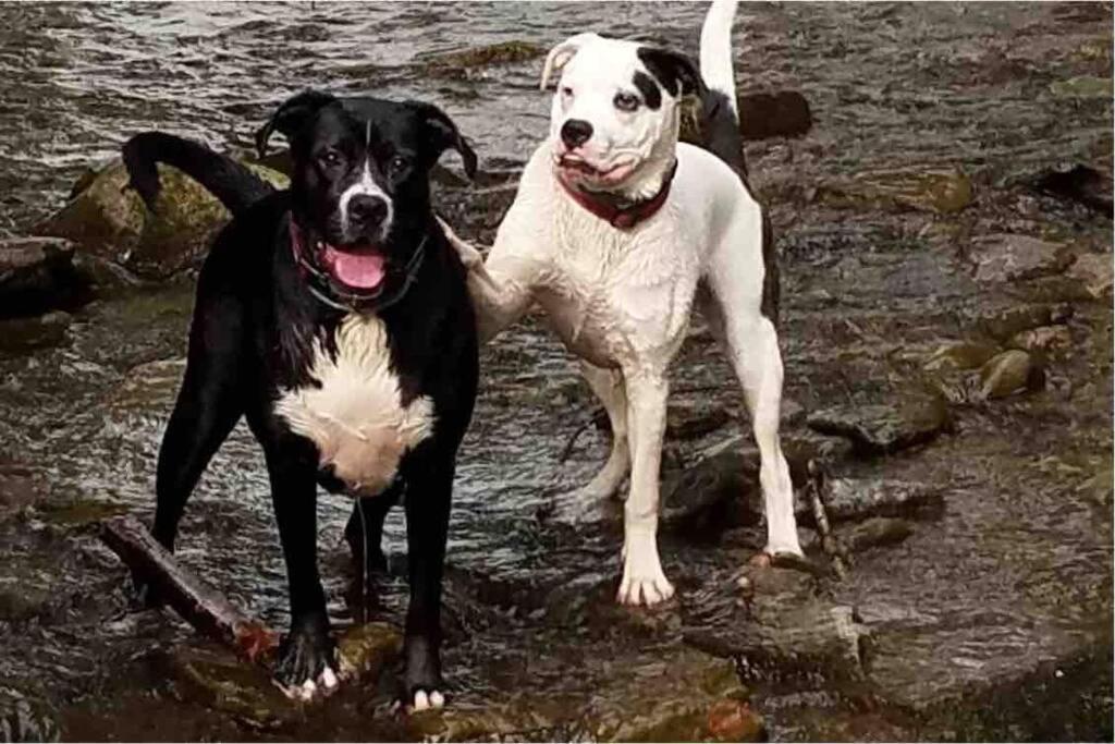 Roscoe Cottage Pet Friendly Zewnętrze zdjęcie